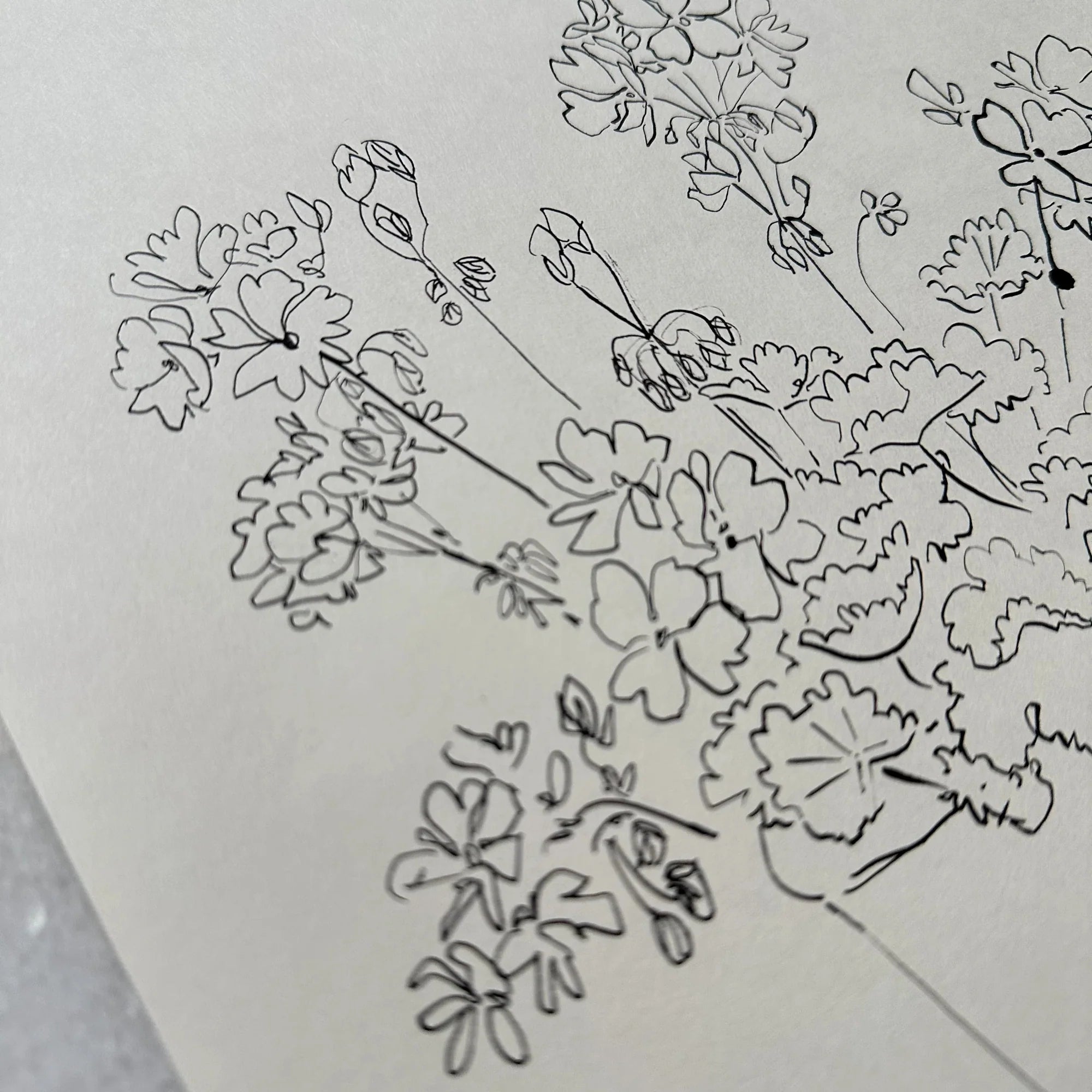 Géraniums en pot à l'encre de Chine par Aislinn Forbes